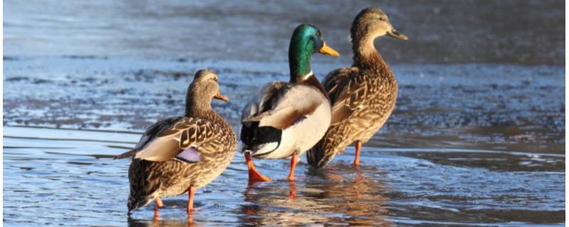 鸭吃什么（鸭吃什么东西）