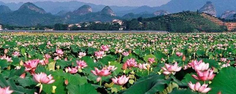 广昌县景点（广昌县景点介绍）