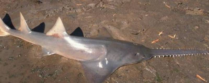 锯鳐的特点(锯鳐的介绍)