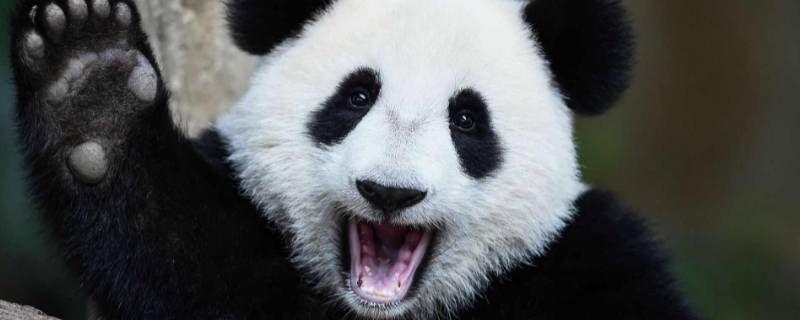 大熊猫在哪个地区 大熊猫在哪个地区生活的最多?