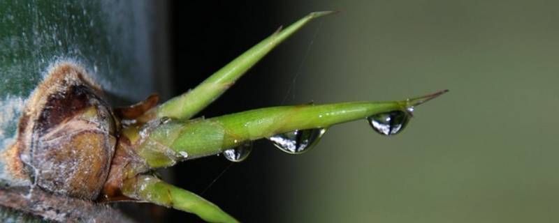 竹子的嫩芽可以吃吗（竹子的幼芽可以食用吗）