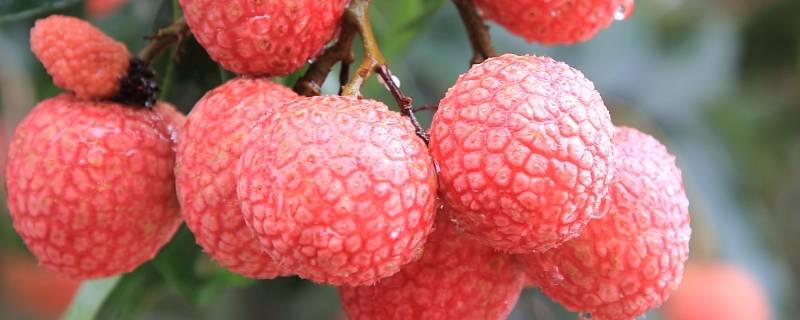 荔枝表面变白什么情况（荔枝表皮变白了）