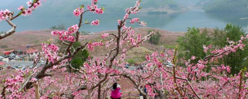 河口景点（河口景点最值得去的地方）