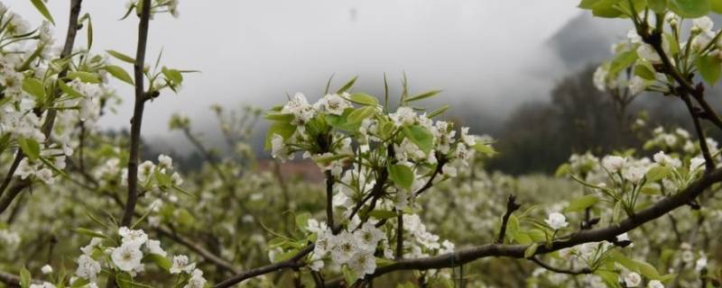 新都区景点 成都新都区景点