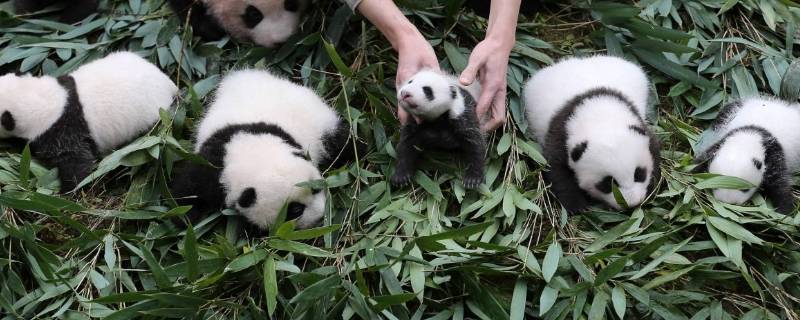 小熊猫吃什么食物 小熊猫能吃什么食物