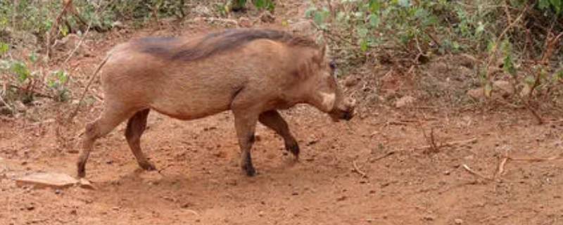 疣猪的特点 疣猪厉害吗