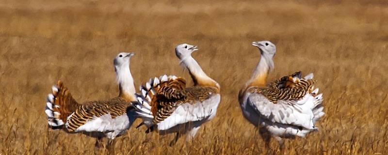 扎赉特旗景点 扎赉特旗有什么景点