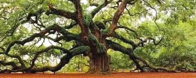 树的年龄 树的年龄怎么看