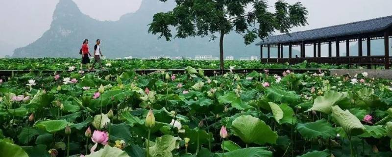 曹县景点 山东菏泽曹县景点