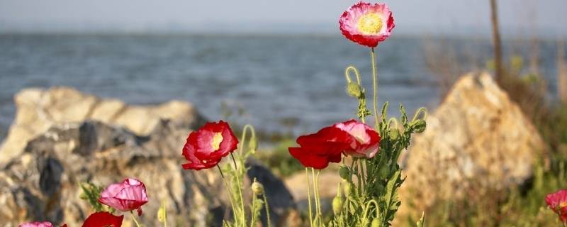 小池描写的是哪个季节 小池描写的是哪个季节从哪个词可以看出来