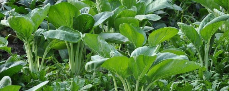 青菜放冰箱可以存放几天 炒好青菜放冰箱可以存放几天