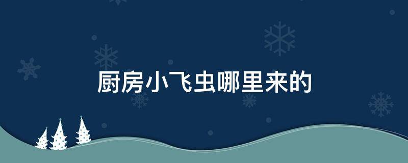 厨房小飞虫哪里来的（厨房的小飞虫哪里来的）