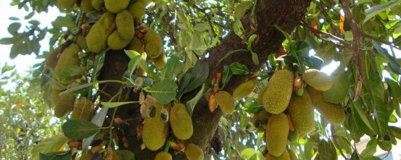 菠萝蜜开了一半还能再熟吗 菠萝蜜开一半继续养熟