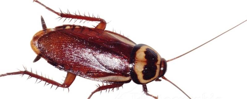 蟑螂死了干尸还会繁殖吗（蟑螂多久变干尸）