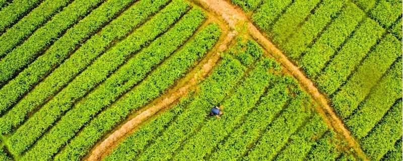 生苗和熟苗是什么意思 苗族人的生苗和熟苗是什么意思