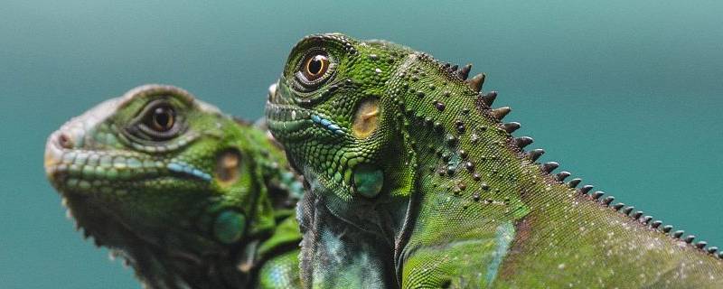 鬣鳞蜥的特点 什么是鬣蜥