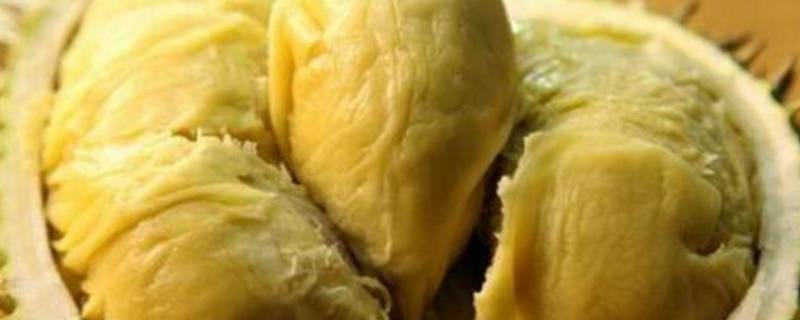 如何让榴莲肉快速成熟(怎样加快榴莲果肉成熟)
