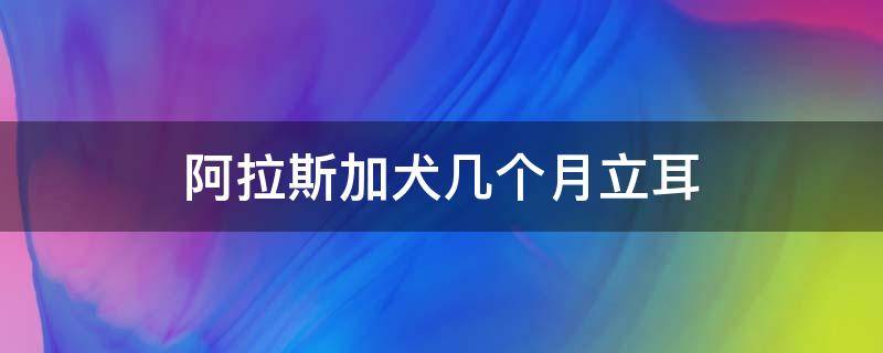 阿拉斯加犬几个月立耳 阿拉斯加犬多久立耳