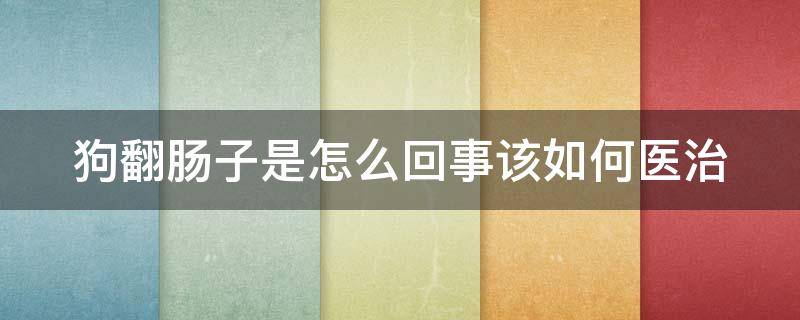 狗翻肠子是怎么回事该如何医治 狗翻肠子怎么办怎么办