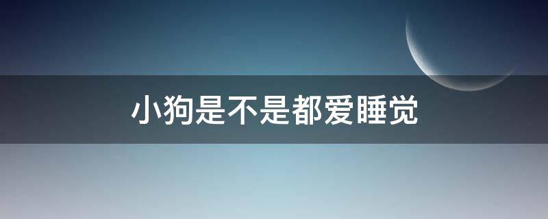 小狗是不是都爱睡觉 小狗都爱睡觉吗