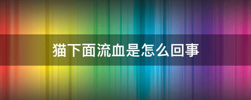 猫下面流血是怎么回事 小公猫下面流血是怎么回事