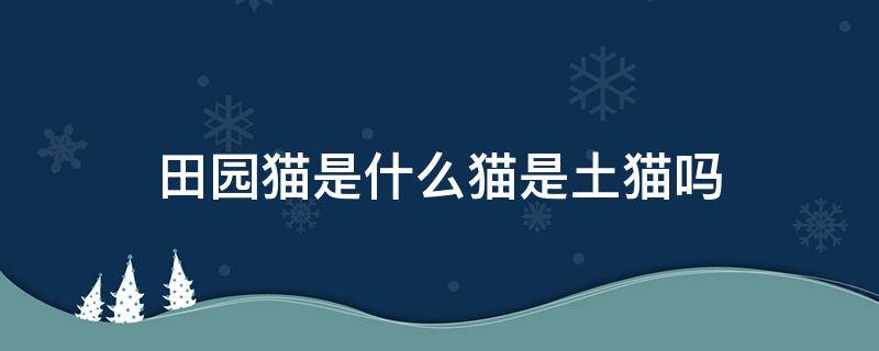 田园猫是什么猫是土猫吗 田园猫是土猫还是宠物猫