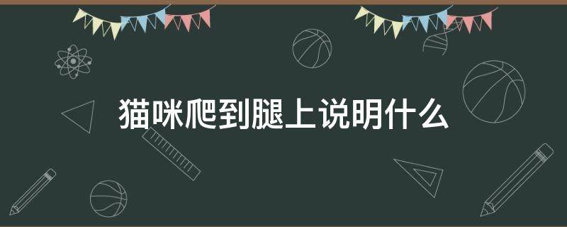 猫咪爬到腿上说明什么 猫主动爬到腿上代表什么