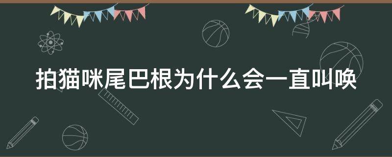 拍猫咪尾巴根为什么会一直叫唤（为什么猫的尾巴根一摸就会叫）