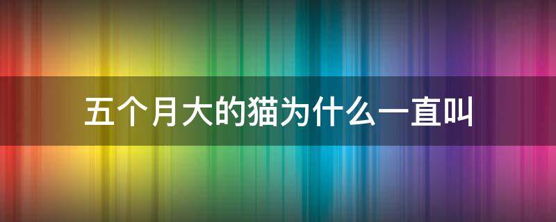 五个月大的猫为什么一直叫（五个月猫叫的很频繁）