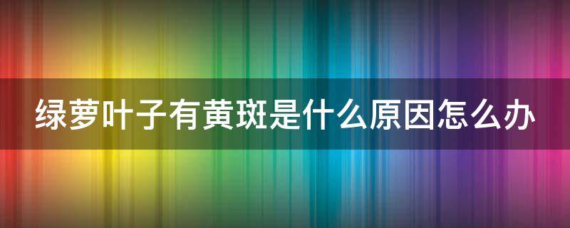 绿萝叶子有黄斑是什么原因怎么办（绿萝叶子有黄斑是什么原因怎么办呢）