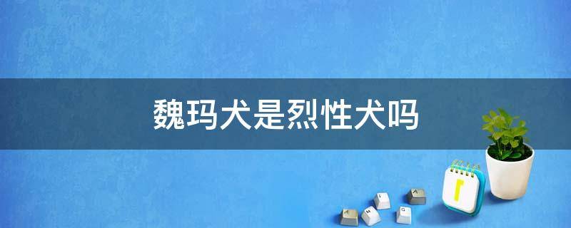 魏玛犬是烈性犬吗 魏玛犬属于中型犬吗