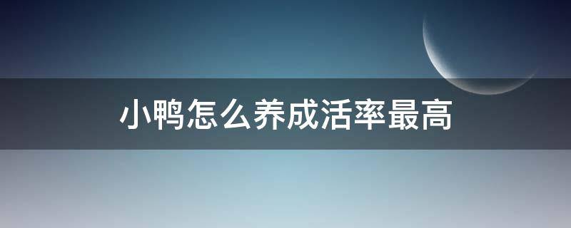 小鸭怎么养成活率最高 如何提高小鸭的成活率