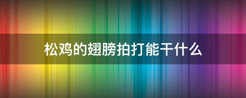 松鸡的翅膀拍打能干什么 鸡为什么拍翅膀