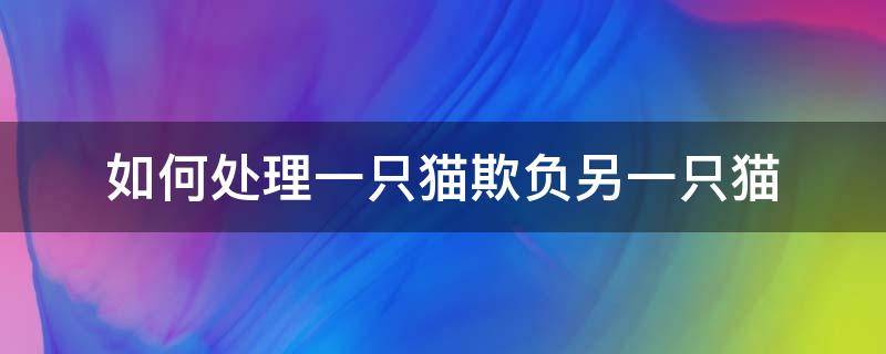 如何处理一只猫欺负另一只猫 两只猫一只欺负另一只怎么办