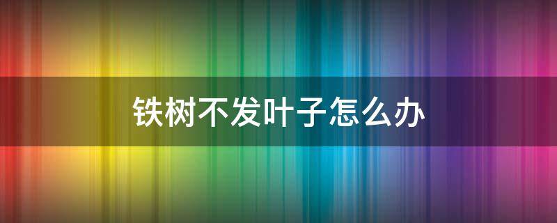 铁树不发叶子怎么办 铁树不出叶子怎么回事