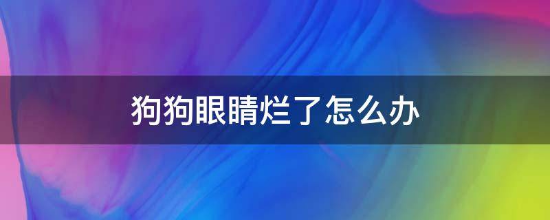 狗狗眼睛烂了怎么办（狗狗眼睛烂了是怎么回事）