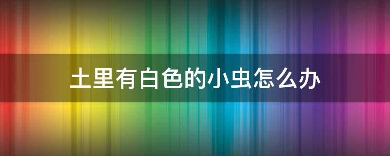 土里有白色的小虫怎么办（土里生白色虫子怎么办）