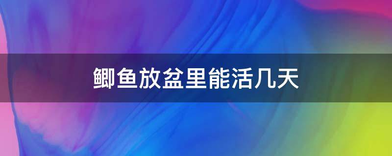 鲫鱼放盆里能活几天（鲫鱼放盆子里能养多久）