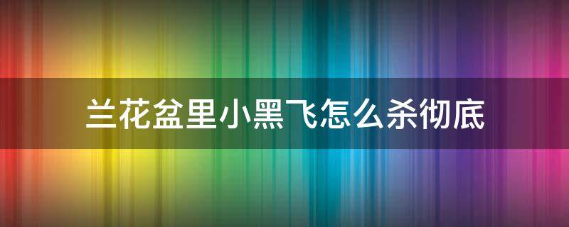 兰花盆里小黑飞怎么杀彻底 兰花小黑飞根除绝招