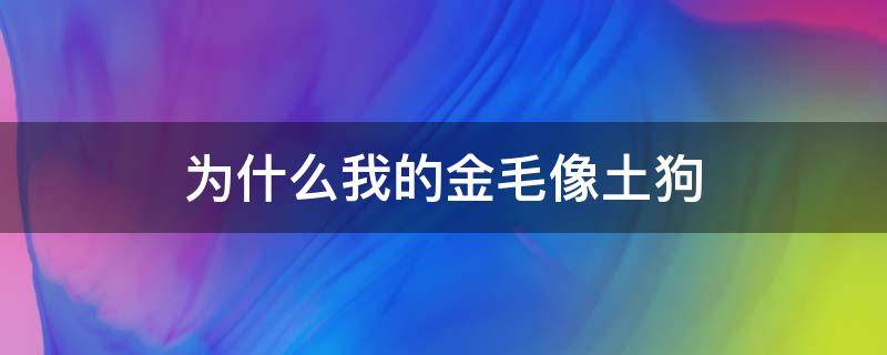 为什么我的金毛像土狗（为什么金毛不能像土狗一样养）