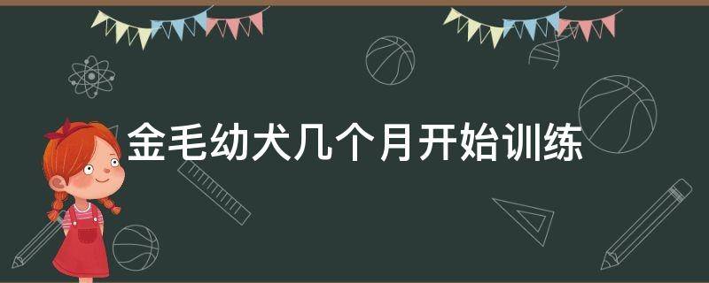 金毛幼犬几个月开始训练 金毛多少个月开始训练