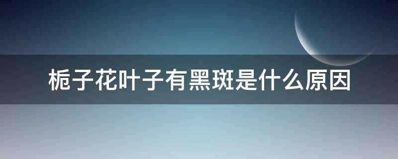 栀子花叶子有黑斑是什么原因 栀子花叶片有黑斑是怎么回事