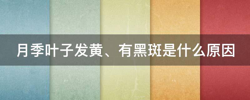 月季叶子发黄、有黑斑是什么原因 月季叶子发黄、有黑斑是什么原因