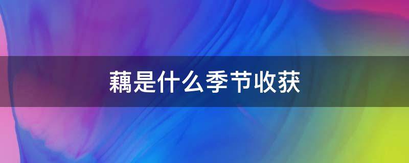 藕是什么季节收获 藕是什么季节收获百度百科