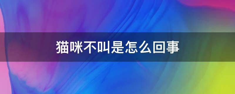 猫咪不叫是怎么回事 猫咪不叫是什么情况