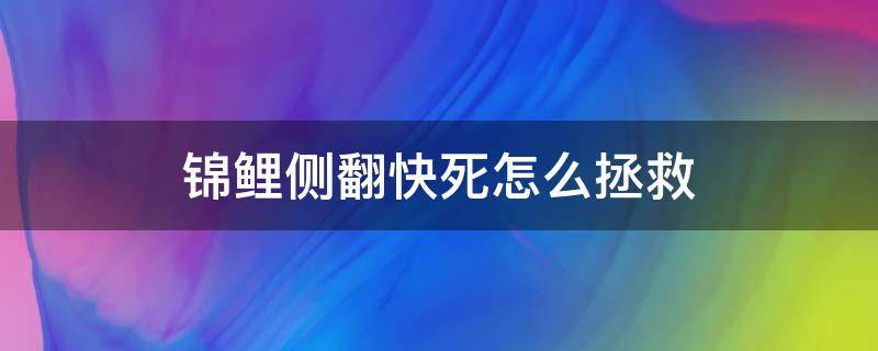 锦鲤侧翻快死怎么拯救（锦鲤侧翻还有救吗）