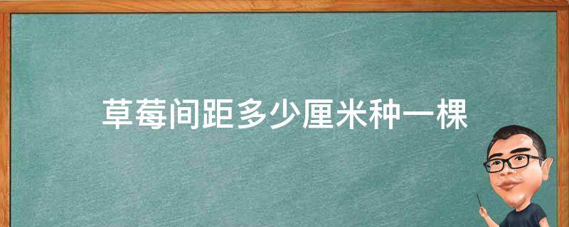 草莓间距多少厘米种一棵 草莓要间隔多宽种一棵