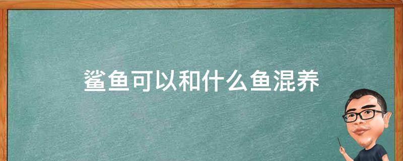 鲨鱼可以和什么鱼混养 养观赏小鲨鱼能和什么鱼混养