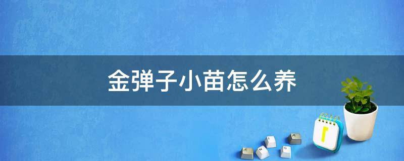 金弹子小苗怎么养 金弹子小苗怎么养根