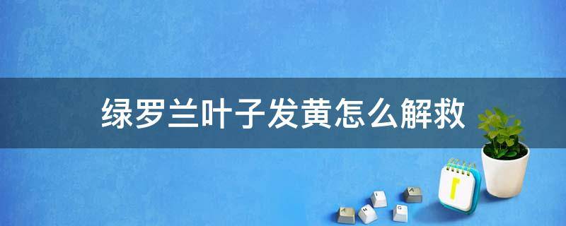 绿罗兰叶子发黄怎么解救 水养绿罗兰叶子发黄怎么解救